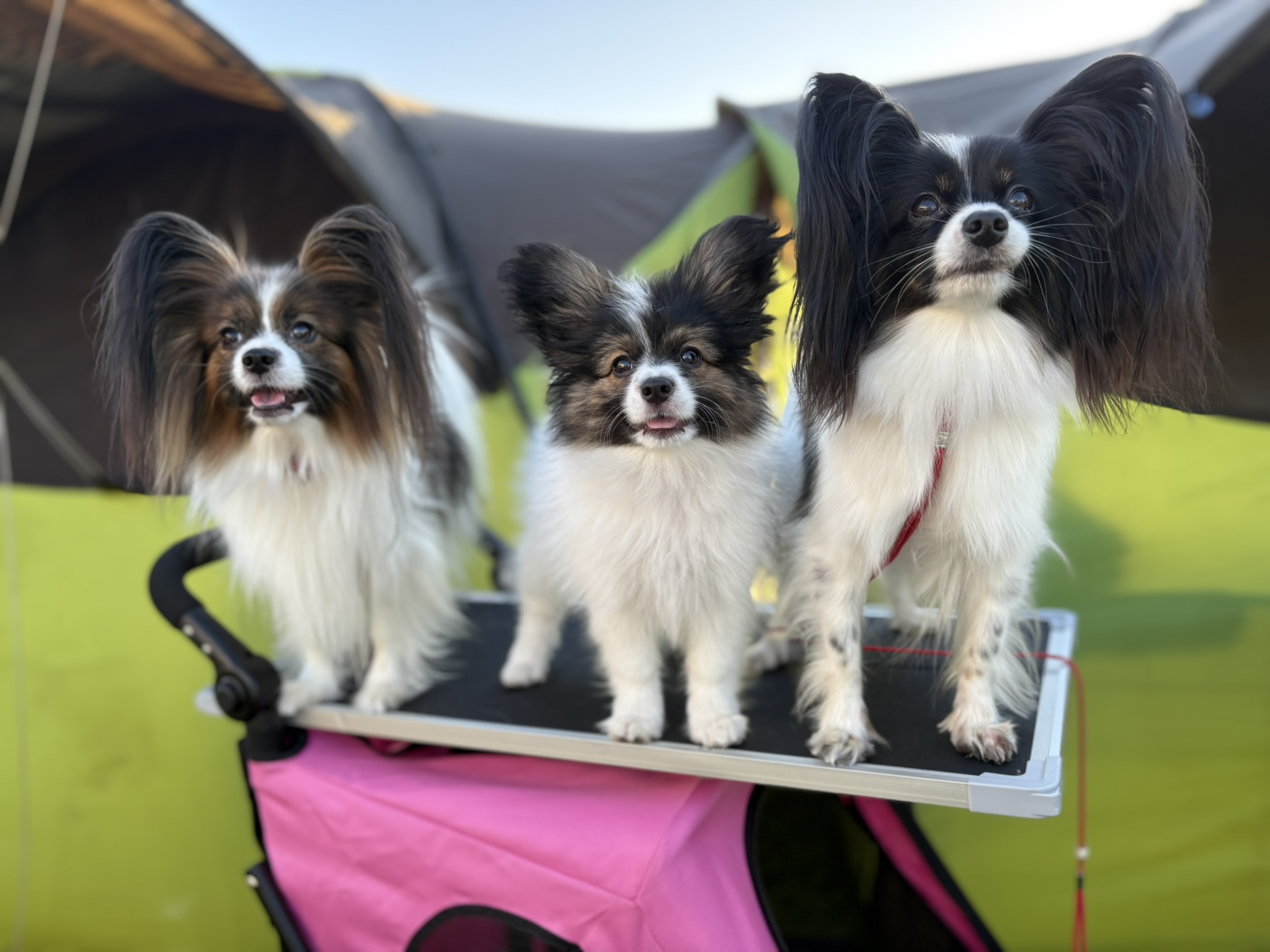 Angyali Pillangó papillon kennel