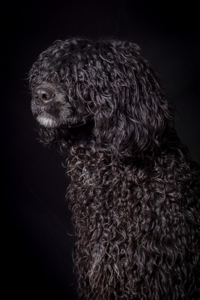 portugál vízikutya