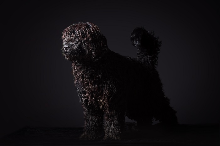 portugál vízikutya