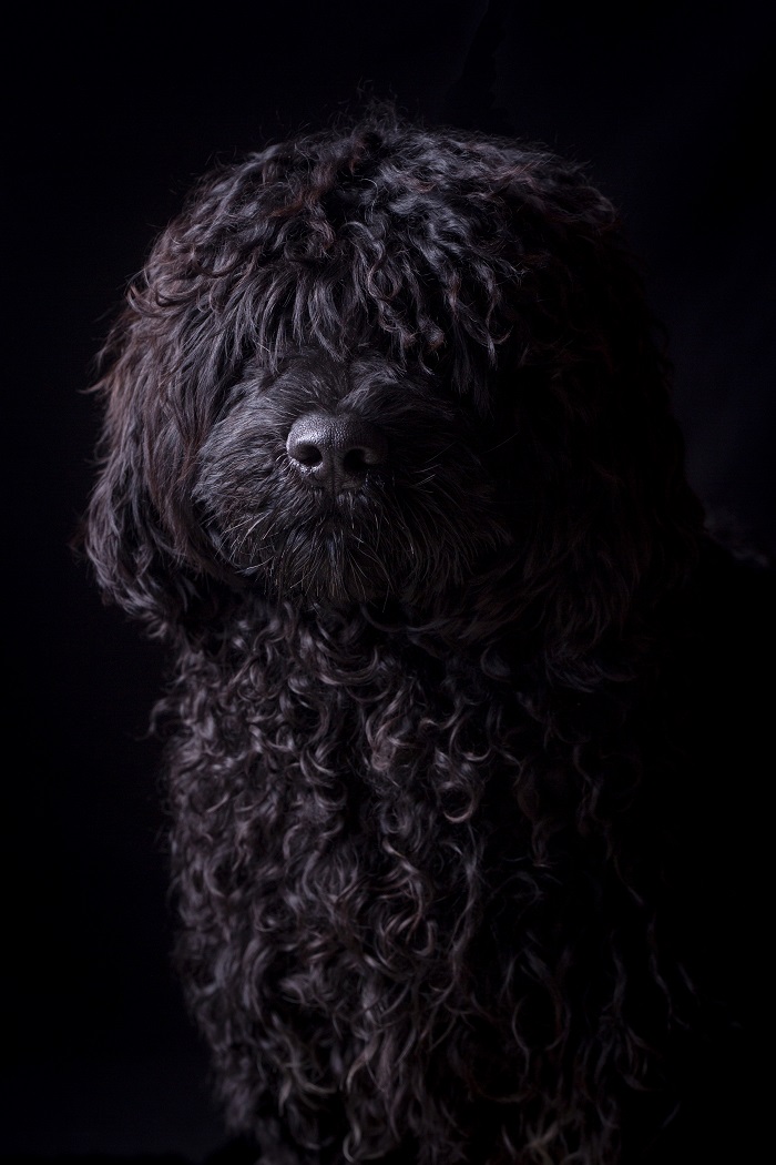 portugál vízikutya