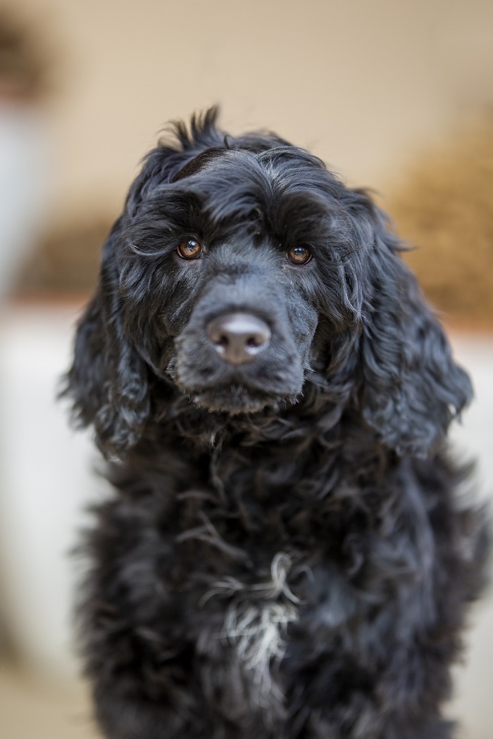 portugál vízikutya