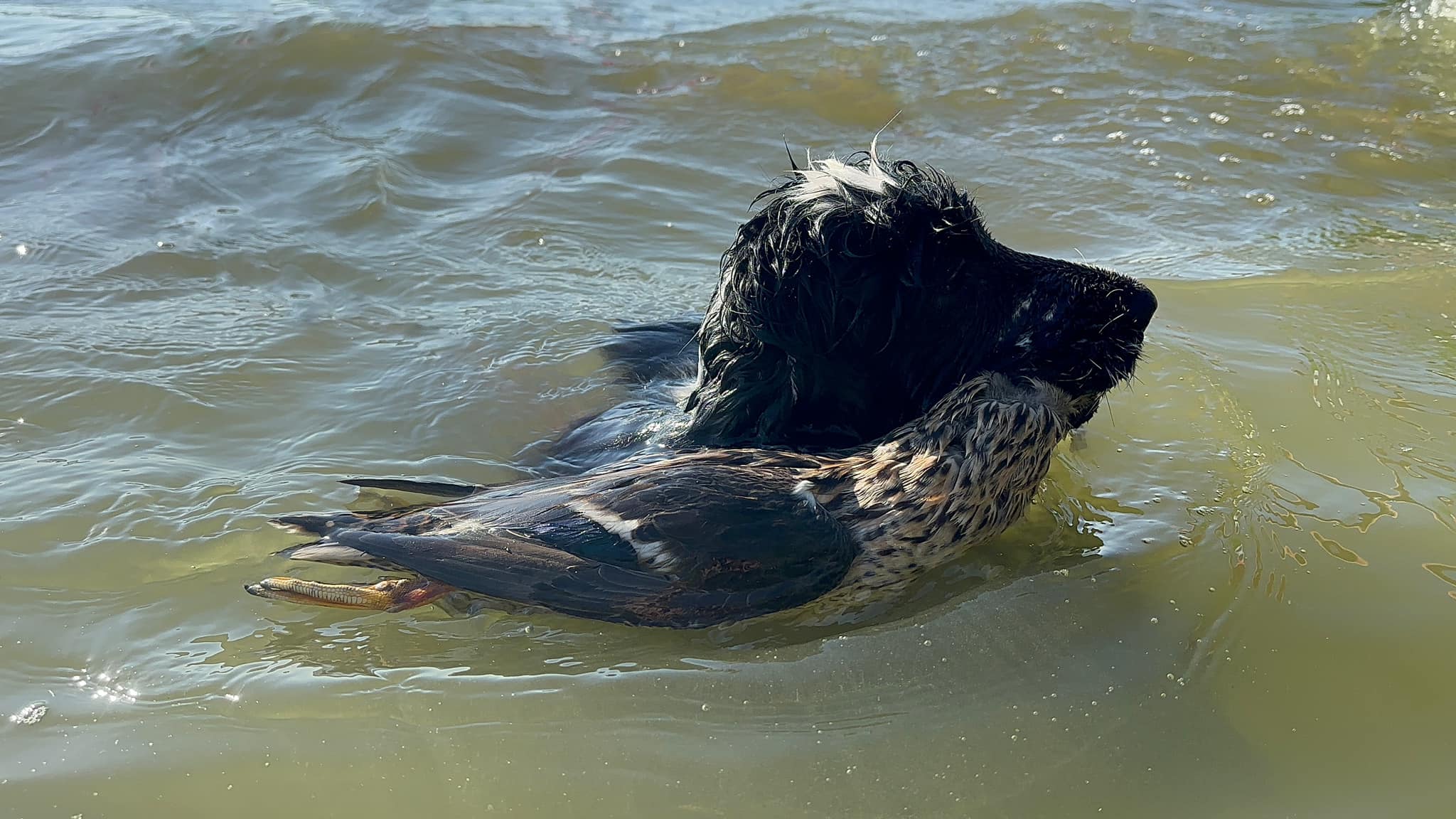 angol cocker spániel