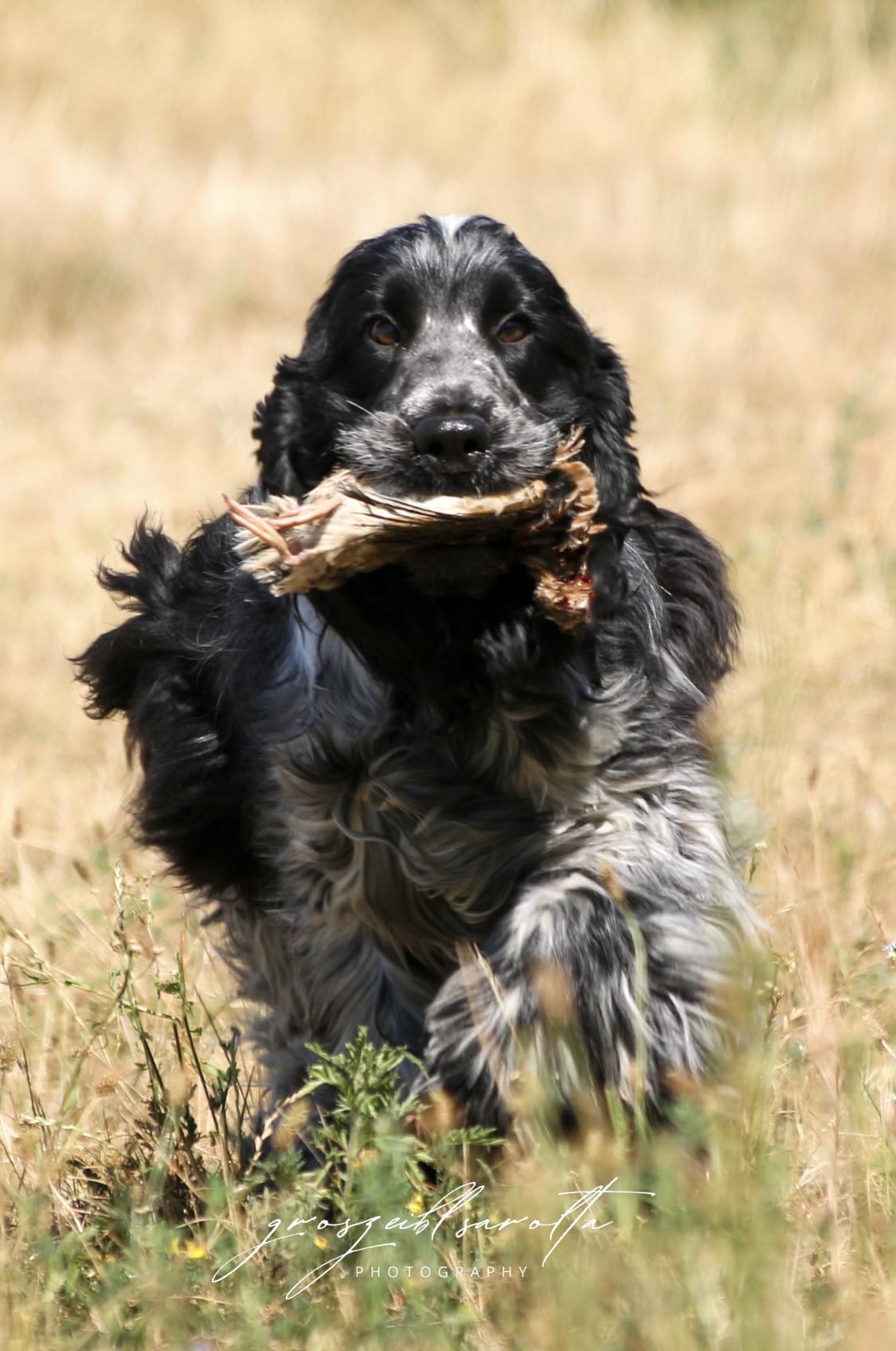 angol cocker spániel