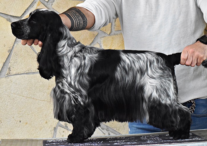 angol cocker spániel