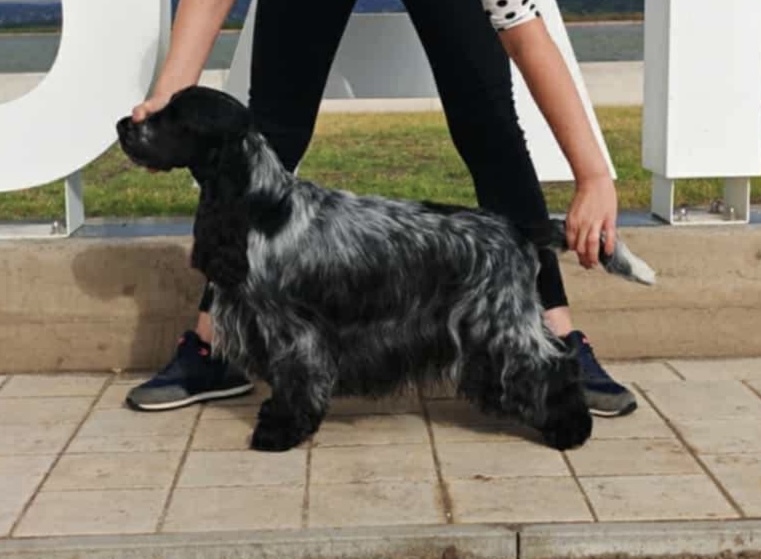 angol cocker spániel