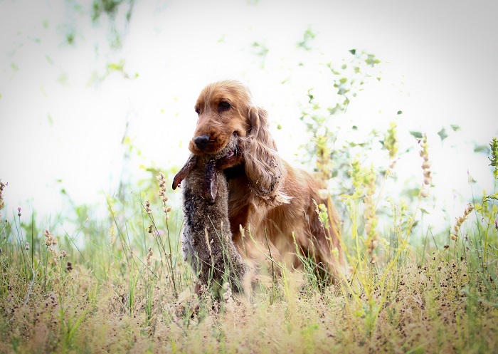 Angol cocker