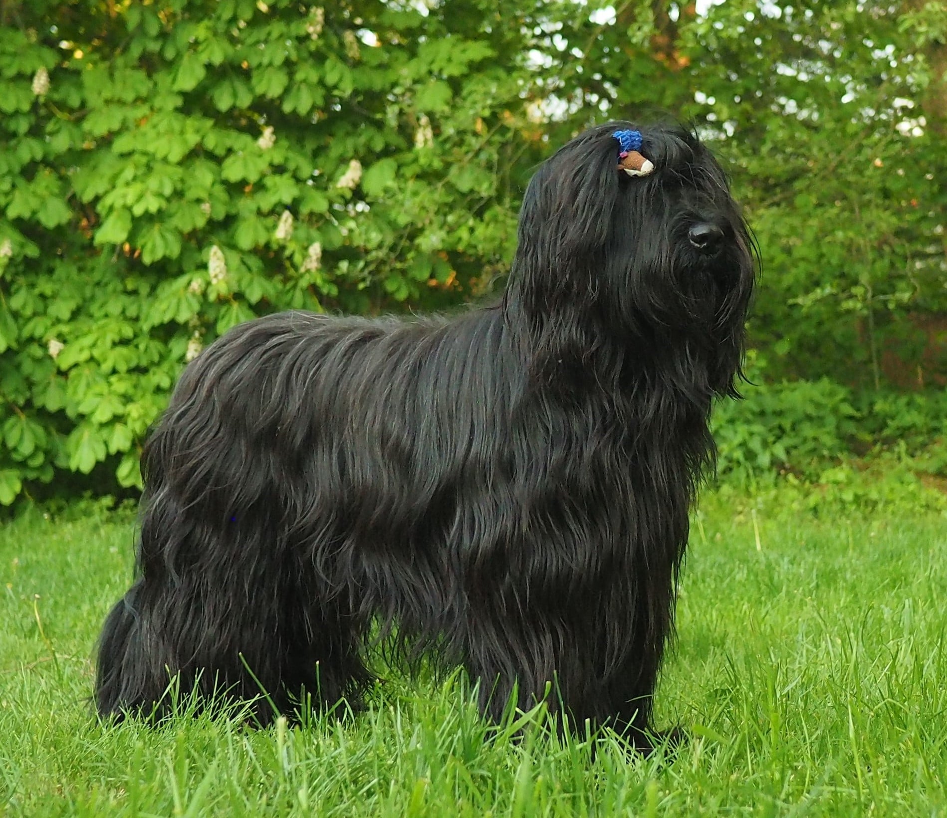 briard