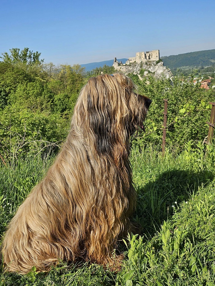 briard