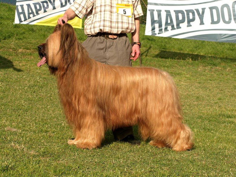briard