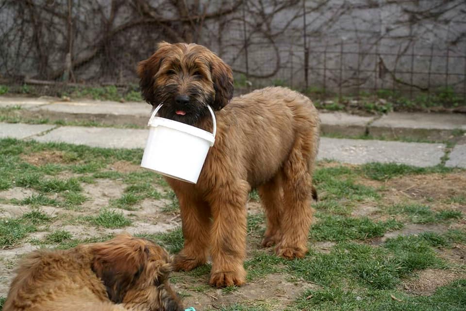briard