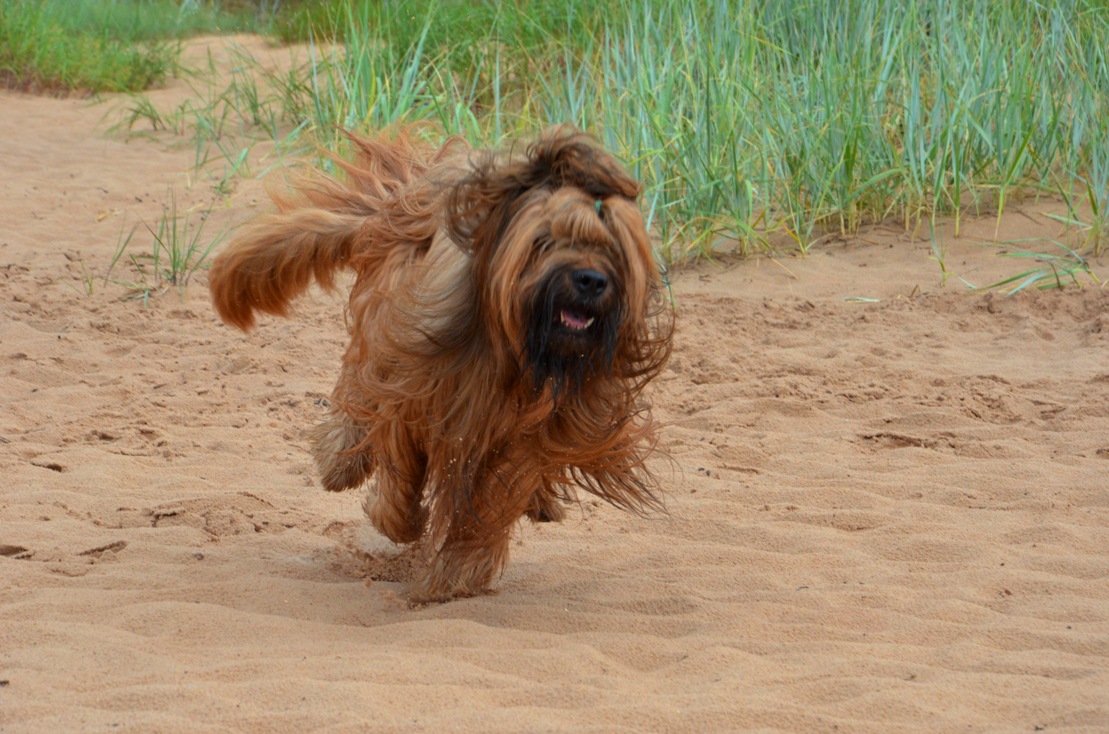 briard