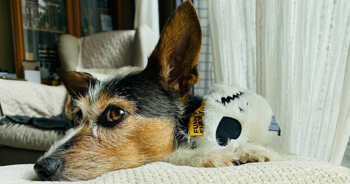 Egy apró kullancs csípése is súlyos következményekkel járhat… – ezért kezdd el időben a védekezést!