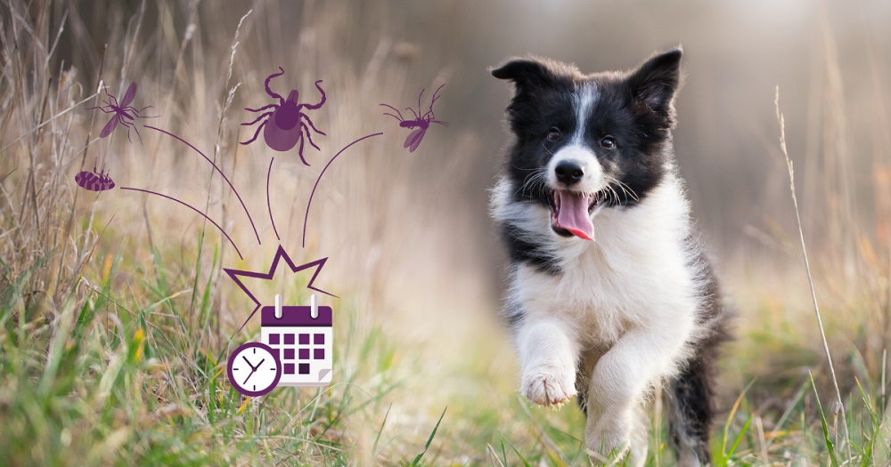 Felhívás kutyabarát szálláshelyek számára: a kullancsok elleni megelőzés közös felelősség!